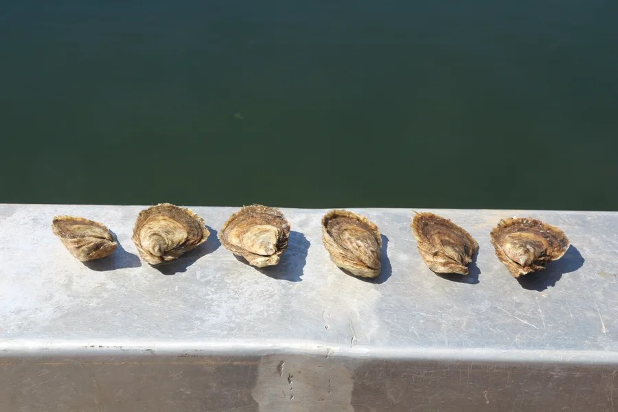 The Future of Oyster Farming in a Changing Climate