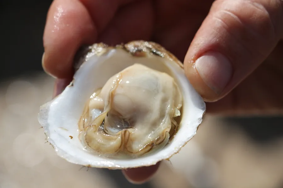 Stock Densities & Oyster Mortality