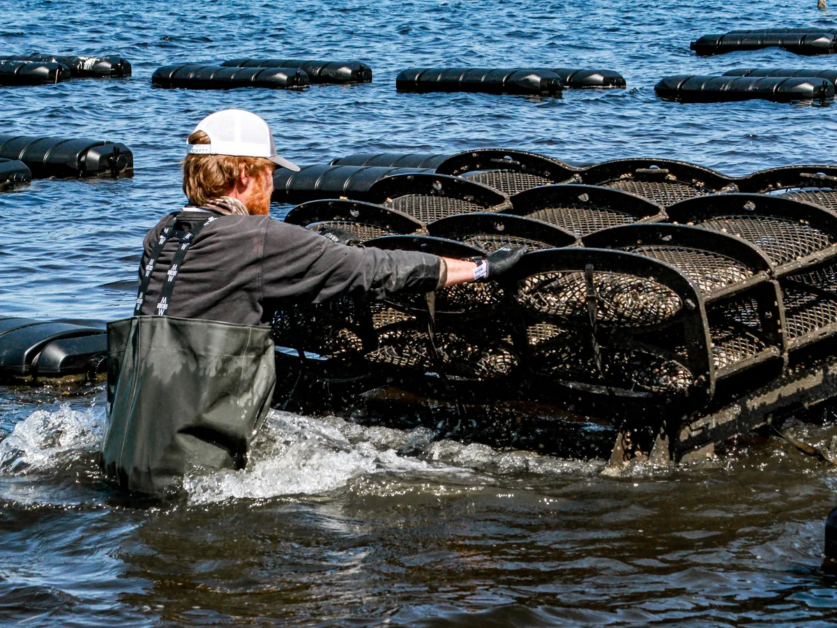 Oyster farm floating system